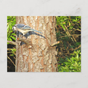 Curious Blue Jay Postcard