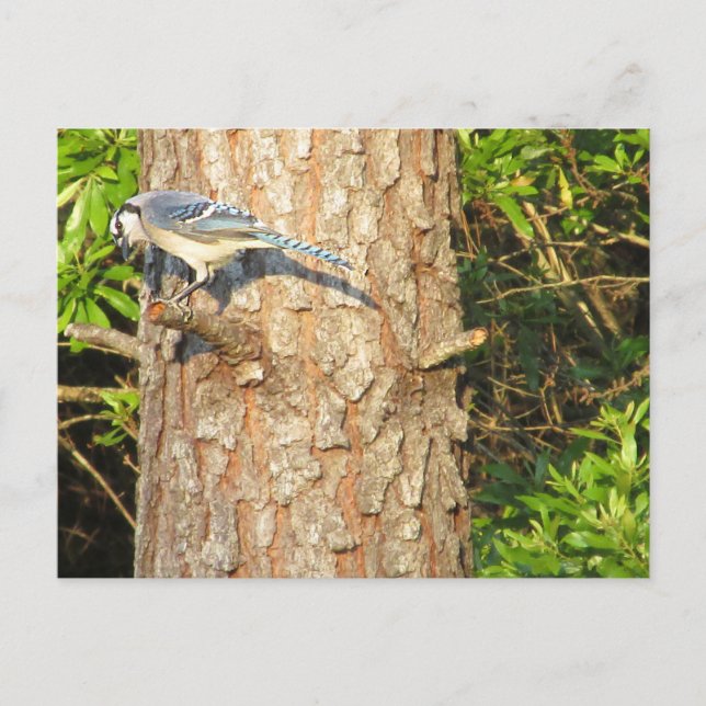 Curious Blue Jay Postcard (Front)