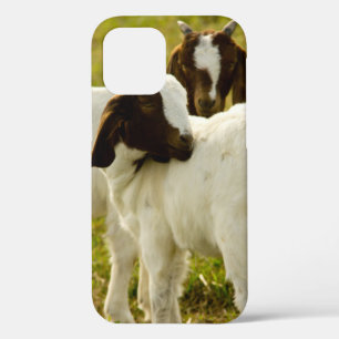 Curious Boer Goats in Sunny Pasture Farm Nature iPhone 12 Pro Case