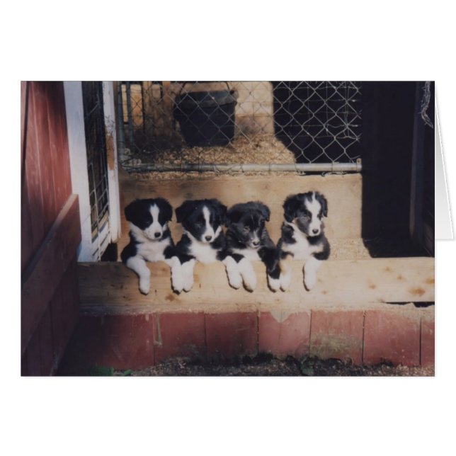 Curious Border Collie Puppies Dog Card (Front Horizontal)