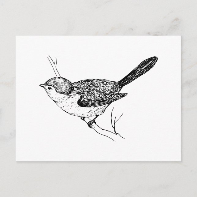 Curious Bushtit Bird Sketch Postcard (Front)