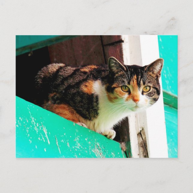 Curious Calico Cat on aquamarine ledge Postcard (Front)