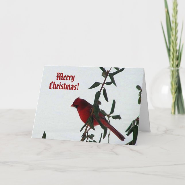 Curious Cardinal Bird Christmas Card (Front)