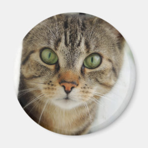 curious cat magnet