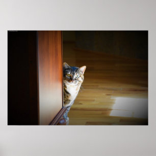 Curious Cat, Poster
