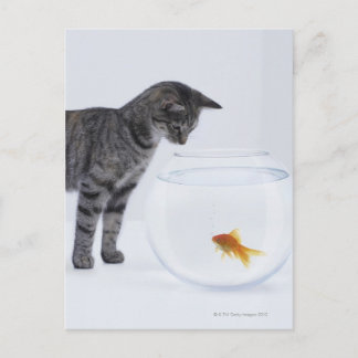 Curious cat watching goldfish in fishbowl postcard
