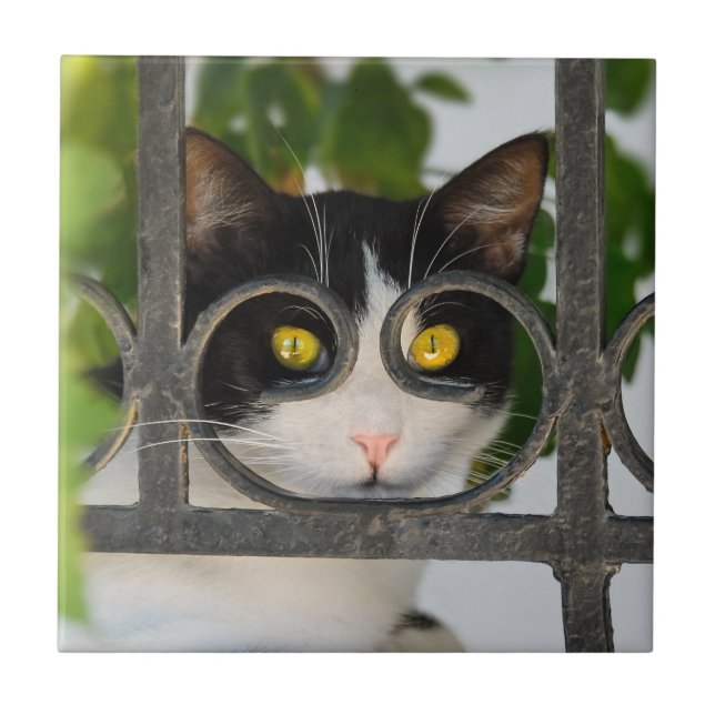 Curious Cat with Spectacles Frame Funny  - Ceramic Tile (Front)