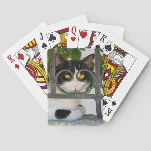 Curious Cat with Spectacles Frame Funny Photo Playing Cards