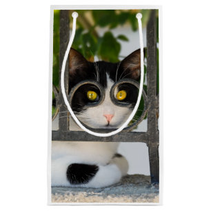 Curious Cat with Spectacles Frame Funny Photo -- Small Gift Bag