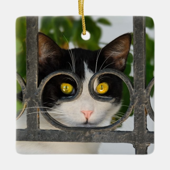 Curious Cat with Spectacles Frame Photo Ceramic Ornament (Front)