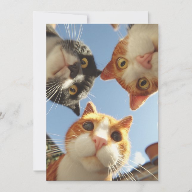 Curious Cats Looking Down (Front)