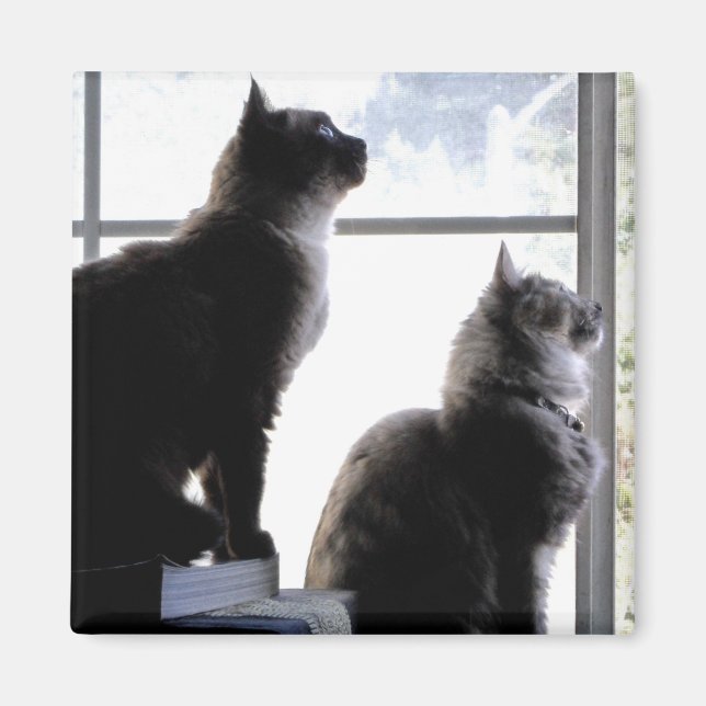 Curious Cats Looking Out Window Kitties Photograph Magnet (Front)