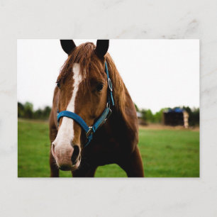 Curious Chestnut Postcard