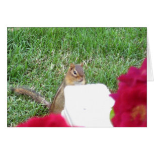 Curious Chipmunk