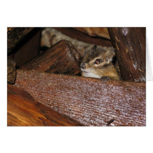 Curious Chipmunk   Greeting Card