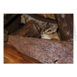 Curious Chipmunk   Greeting Card