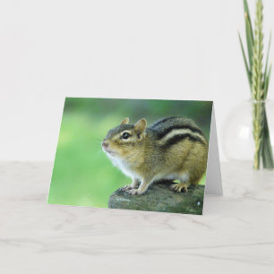Curious Chipmunk  Greeting Card