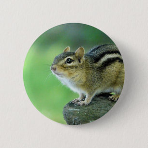 Curious Chipmunk  Pin