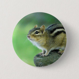 Curious Chipmunk Pin