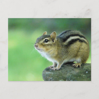 Curious Chipmunk Postcard