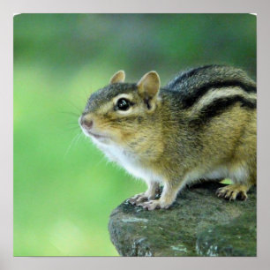Curious Chipmunk Poster