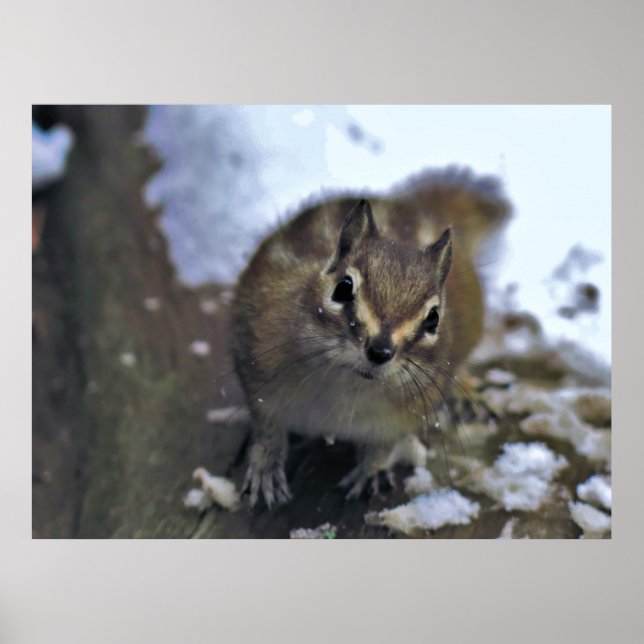 Curious Chipmunk Poster (Front)
