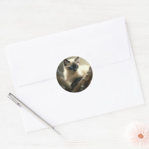 Curious Climber Siamese Kitten Classic Round Sticker
