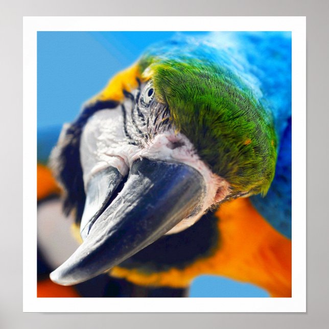 Curious Colorful Macaw Poster (Front)
