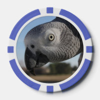 Curious Congo African Grey Parrot