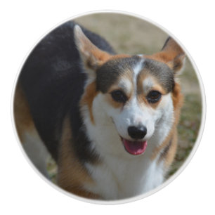Curious Corgi Ceramic Knob