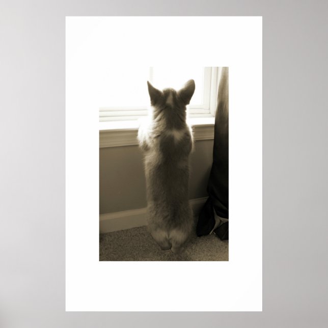 Curious Corgi Poster (Front)