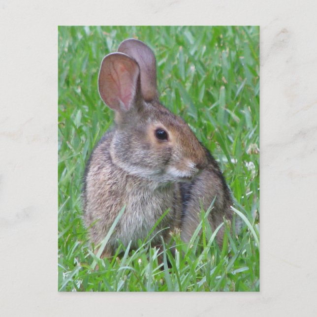 Curious Cottontail Postcard (Front)