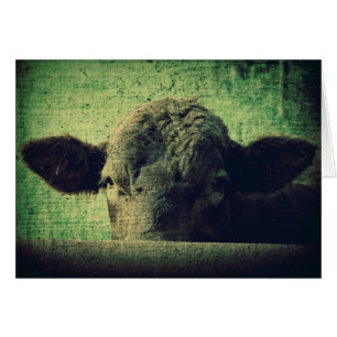 Curious Cow