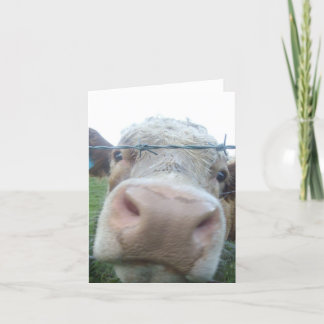 curious cow card