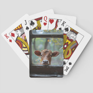 Curious Cow Looking Through a Window Playing Cards