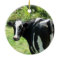 Curious Cow Ornament