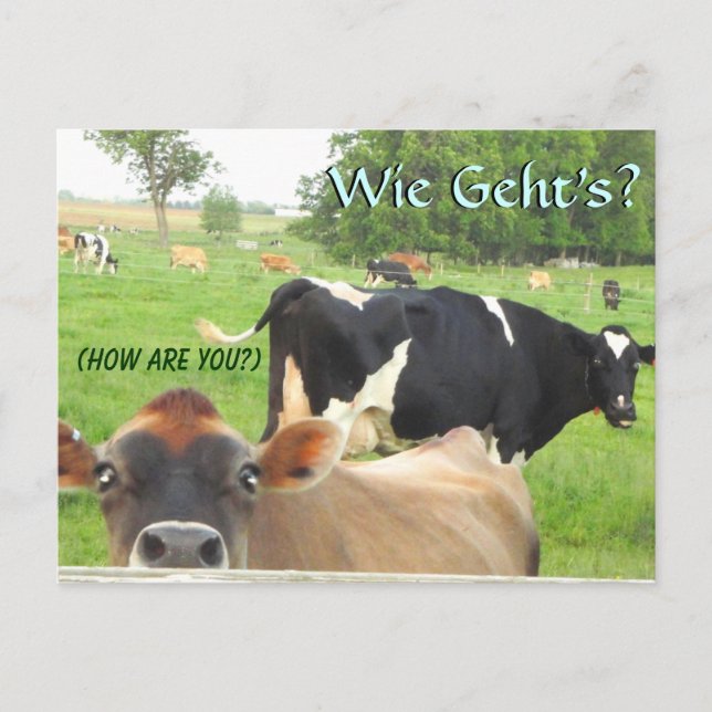 Curious Cow! Pa Dutch! Lititz/Lancaster Postcard (Front)