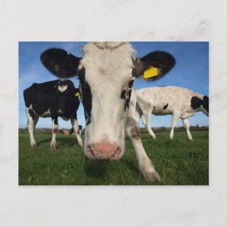 Curious Cow Postcard