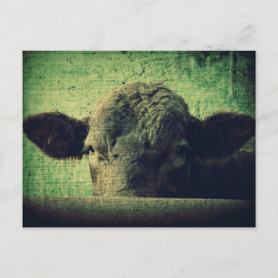 Curious Cow Postcard