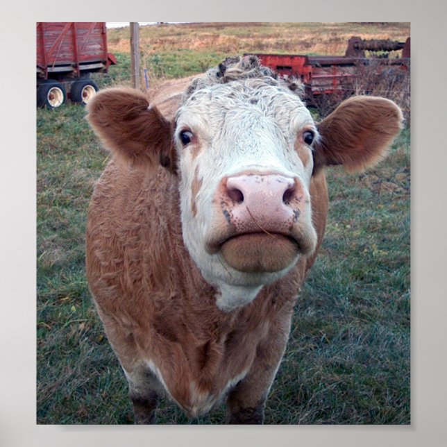 Curious Cow Poster (Front)