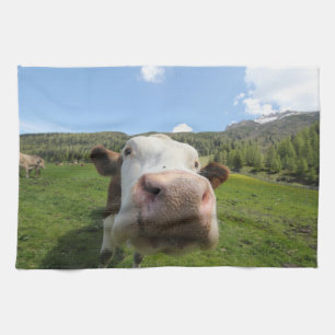 curious cow tea towel
