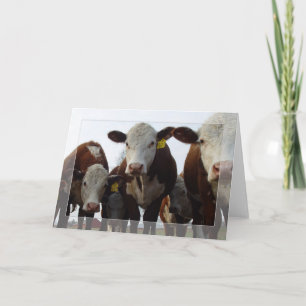 Curious Cows 1 Card