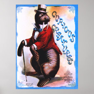 Curious Creatures - Seal Poster