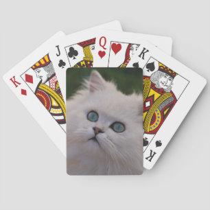 Curious cute white kitten playing cards