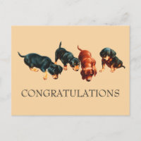 Curious Dachshund Puppy Doxie Dogs Congratulations