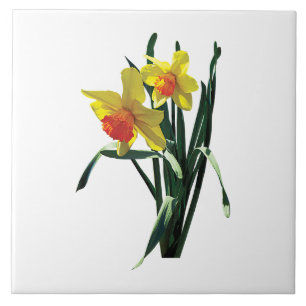 Curious Daffodils Tile