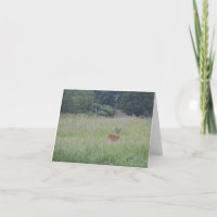 Curious Deer in the Tall Grass