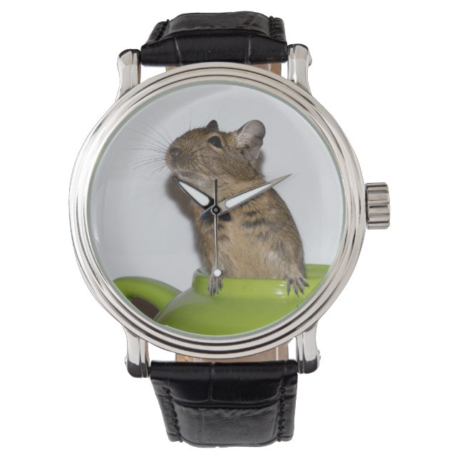 Curious Degu in a Green Teapot Watch (Front)