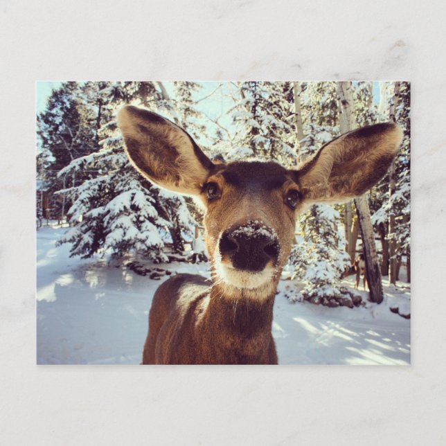 Curious doe postcard (Front)