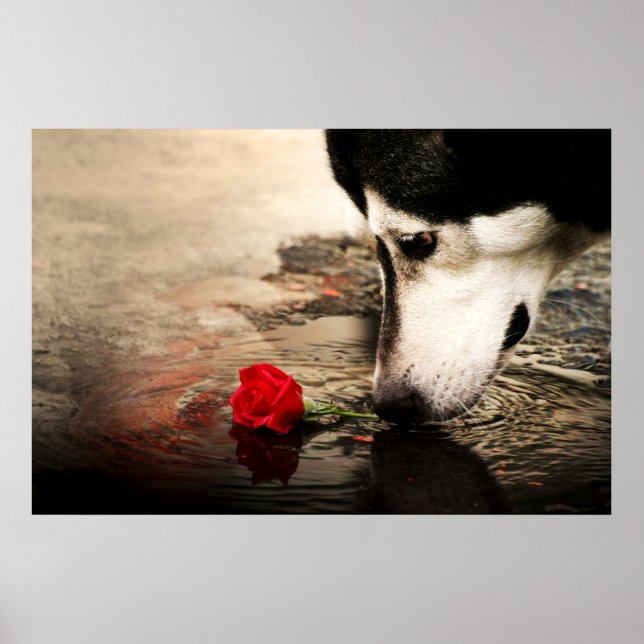 Curious Dog and Red Rose Poster (Front)